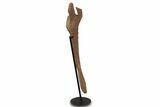 Dinosaur (Triceratops) Pelvic Bone w/ Metal Stand - Montana #339336-1